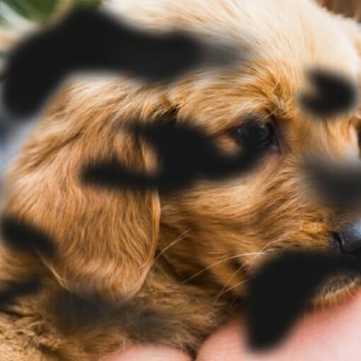 Dark spots over close-up image of a golden retriever puppy