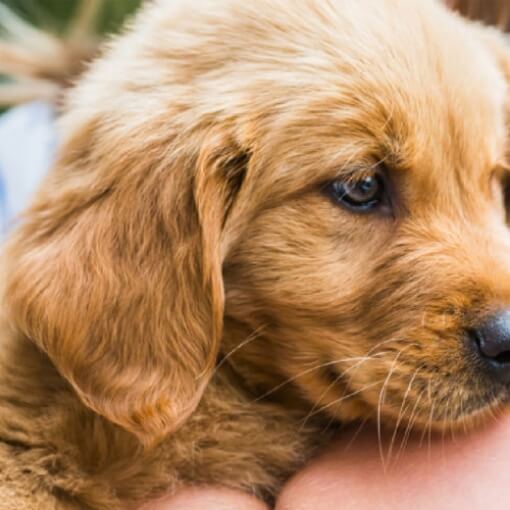 Close-up image of a golden retriever puppy